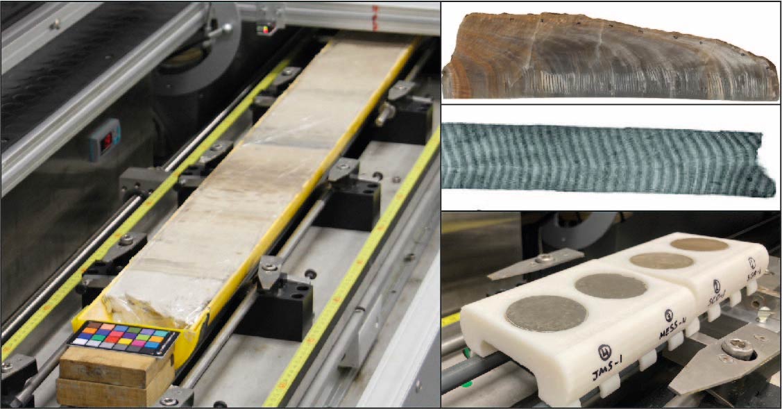 Examples of sediment core, speleothem, coral, and discrete samples are shown