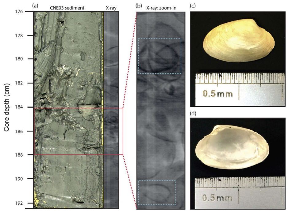 Image 2: Shelly horizons were well imaged using a high resolution X-ray scan from the BOSCORF Itrax core scanner. This method takes a 200 micron resolution image through the central portion of the core and can be used to highlight microscale features 